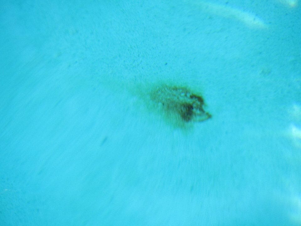 What are the dark brown and orange spots on the bottom of my pool caus